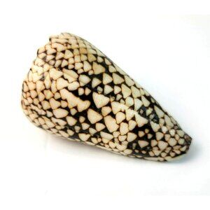 Large Conus Marmoreus Seashell Brown and White Ocean Decor JH1358